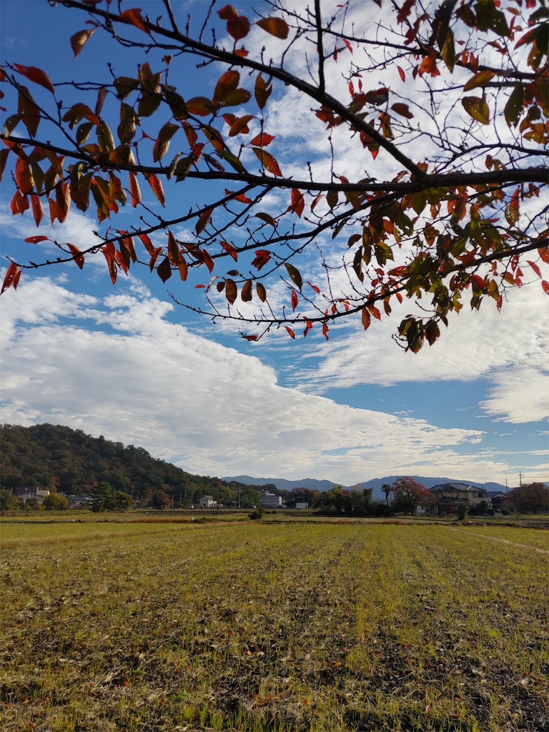 f:id:shinokud:20251114204151j:image
