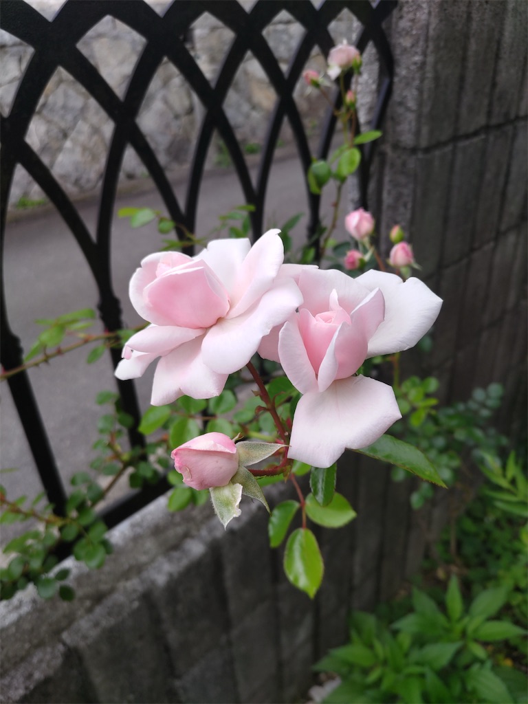 f:id:shinokud:20260524224703j:image f:id:shinokud:20260524224703j:image