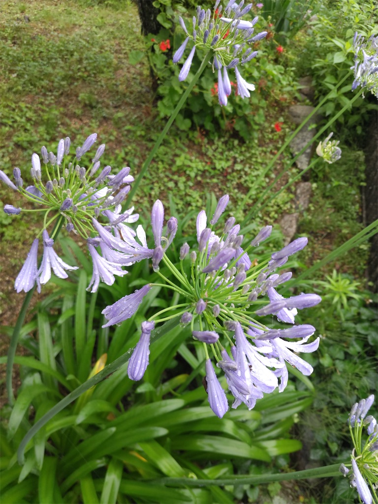 f:id:shinokud:20260712142234j:image