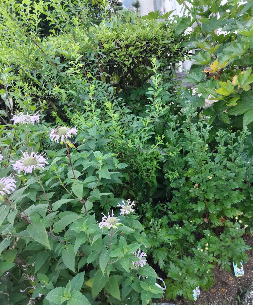 f:id:shinokud:20260722231746j:image f:id:shinokud:20260722231746j:image