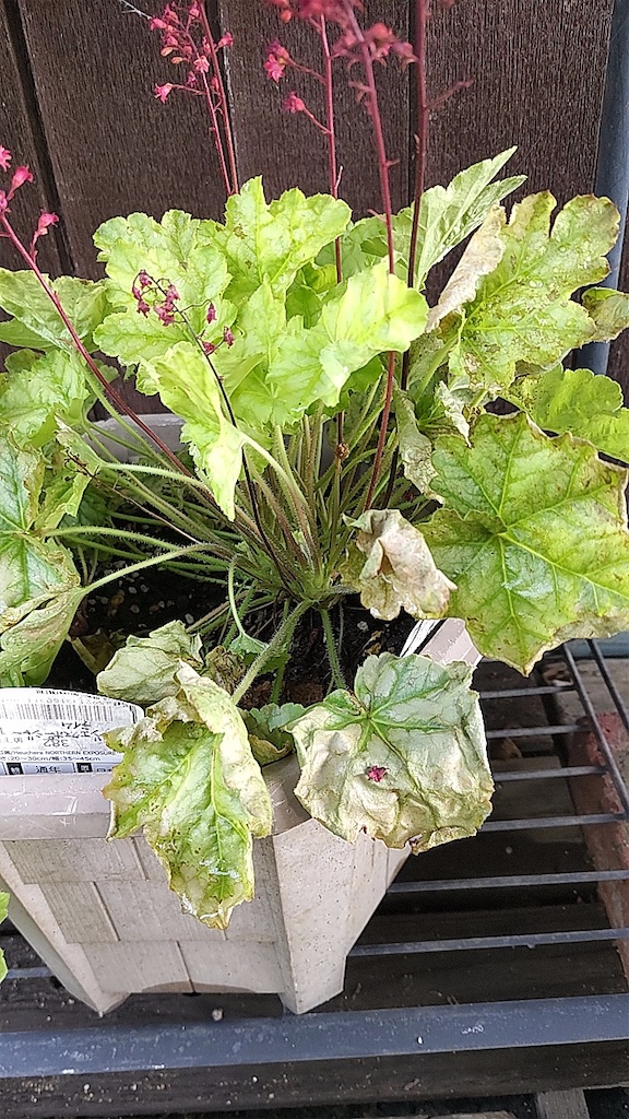 f:id:shinokud:20260808202546j:image f:id:shinokud:20260808202546j:image