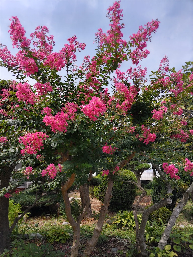 f:id:shinokud:20260808210131j:image f:id:shinokud:20260808210131j:image