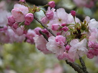f:id:shinomai:20050417130938j:image:right