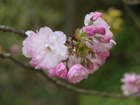 f:id:shinomai:20050417130945j:image:left