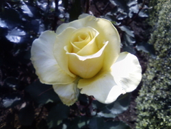 f:id:shinomai:20080521150900j:image:right