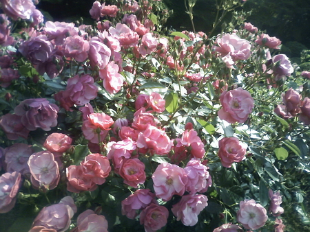 f:id:shinomai:20080521154000j:image f:id:shinomai:20080521154000j:image