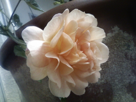 f:id:shinomai:20080529170600j:image f:id:shinomai:20080529170600j:image
