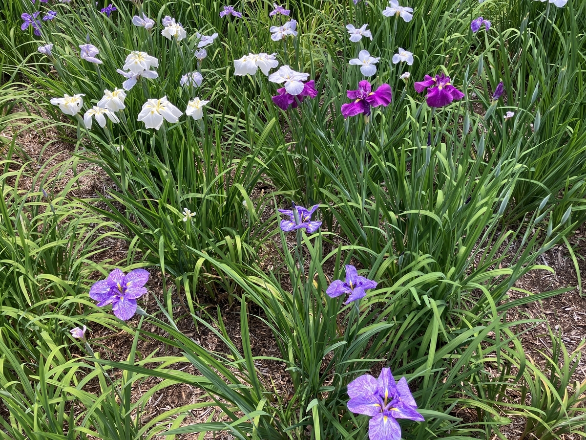 智光山公園の花菖蒲まつり