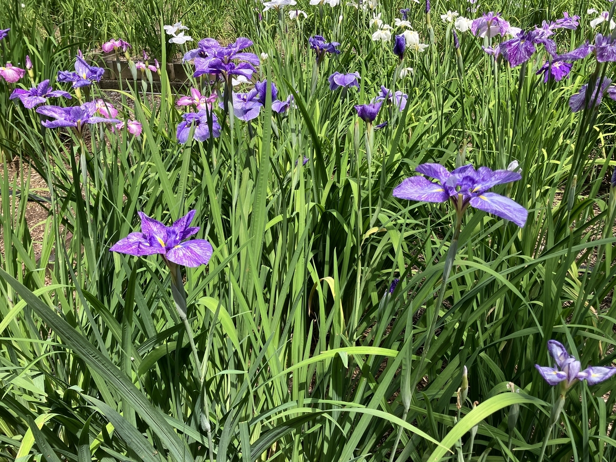智光山公園の花菖蒲まつり