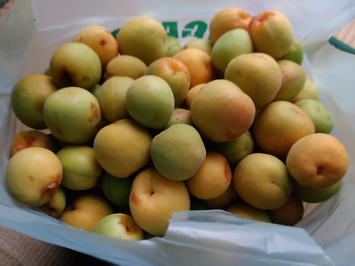 f:id:shinonomen:20190619185201j:plain f:id:shinonomen:20190619185201j:plain