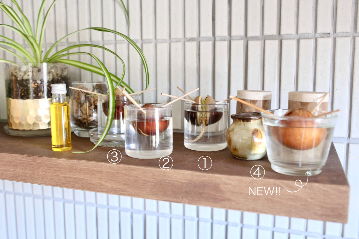 アボカドのその後-1(鉢上げ後26日) - SHINOSAN no NIWA