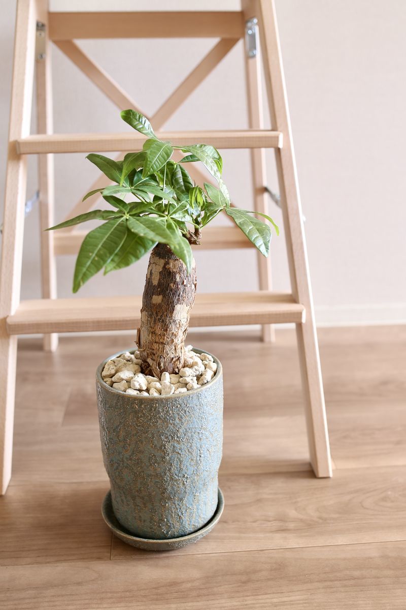 その他観葉植物 nori 20221228174045.jpg