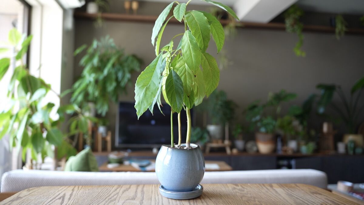 Y*e様 【ラスト小葉/安心の発根済株/鉢込/新芽3か所程度】 斑入り パンダガ 開花情報（8/19） – 国営昭和記念公園公式ホームページ