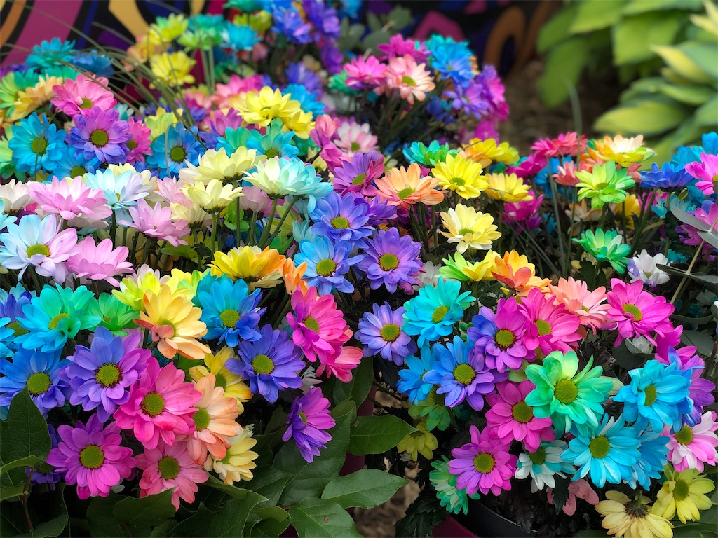 f:id:shinousa:20190627184340j:image f:id:shinousa:20190627184340j:image