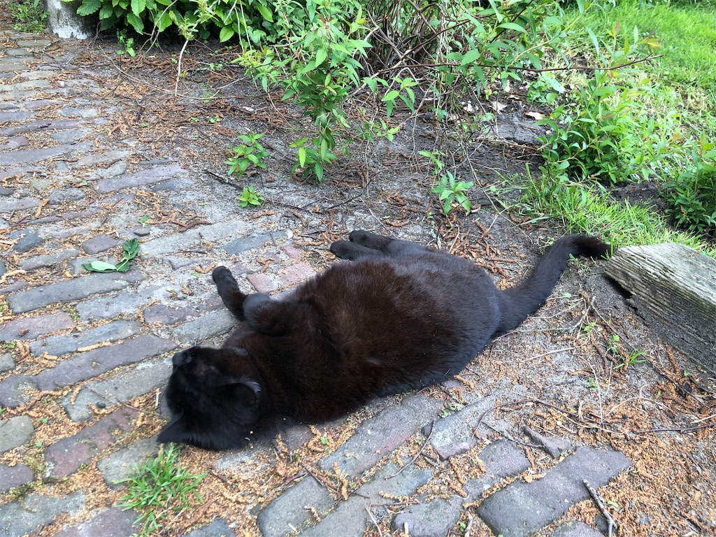 f:id:shinousa:20190629192443j:image f:id:shinousa:20190629192443j:image