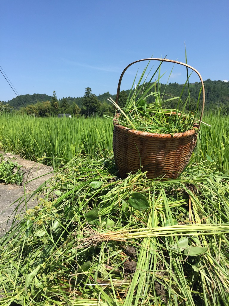 f:id:shinpeikondo:20160811193706j:image f:id:shinpeikondo:20160811193706j:image