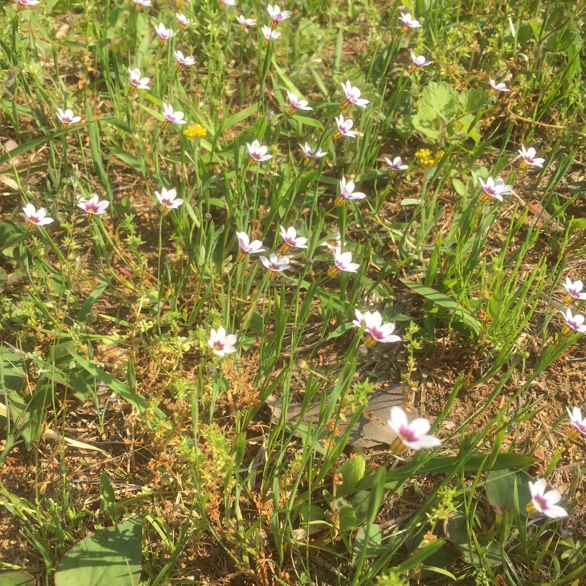 f:id:shinra_okamoto:20190512151611j:plain f:id:shinra_okamoto:20190512151611j:plain