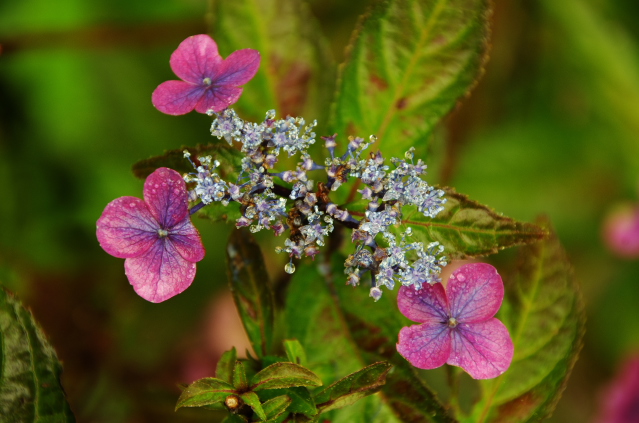 f:id:shinra_okamoto:20190630153419j:plain f:id:shinra_okamoto:20190630153419j:plain