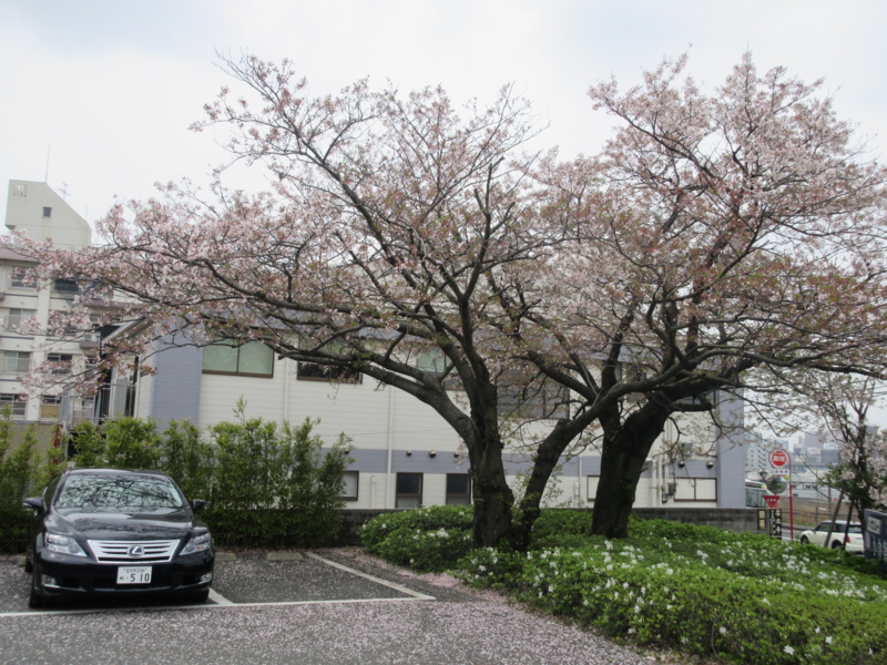 f:id:shins2m:20160408120355j:image f:id:shins2m:20160408120355j:image