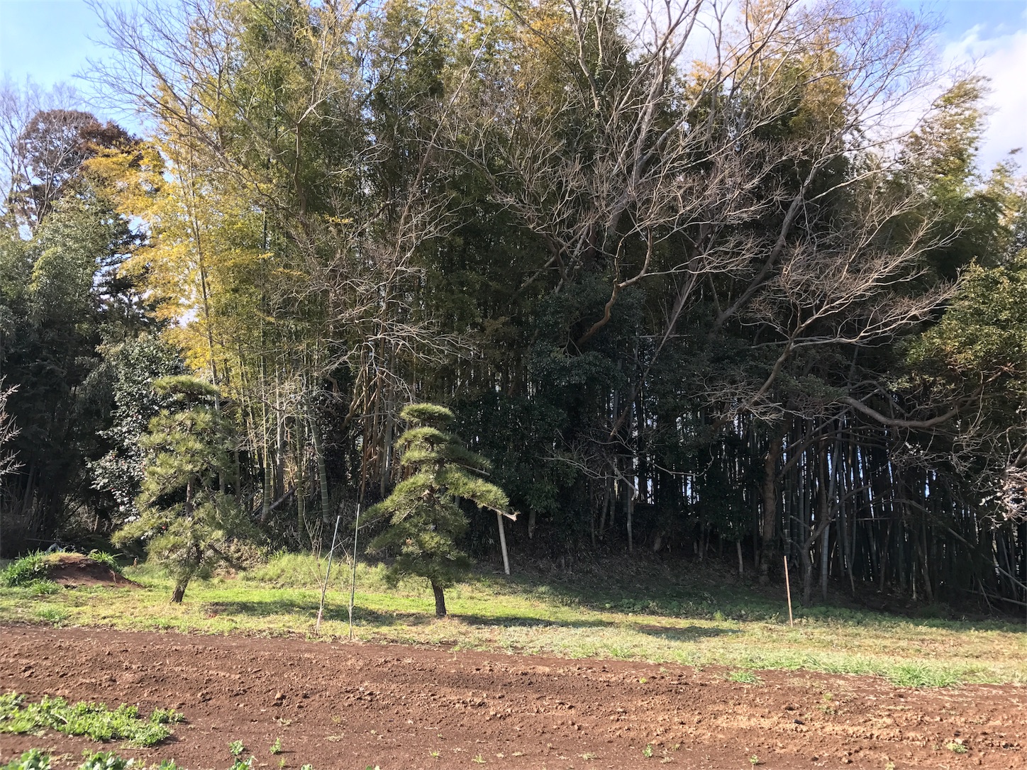 f:id:shinsaku1234t501:20170530210605j:image