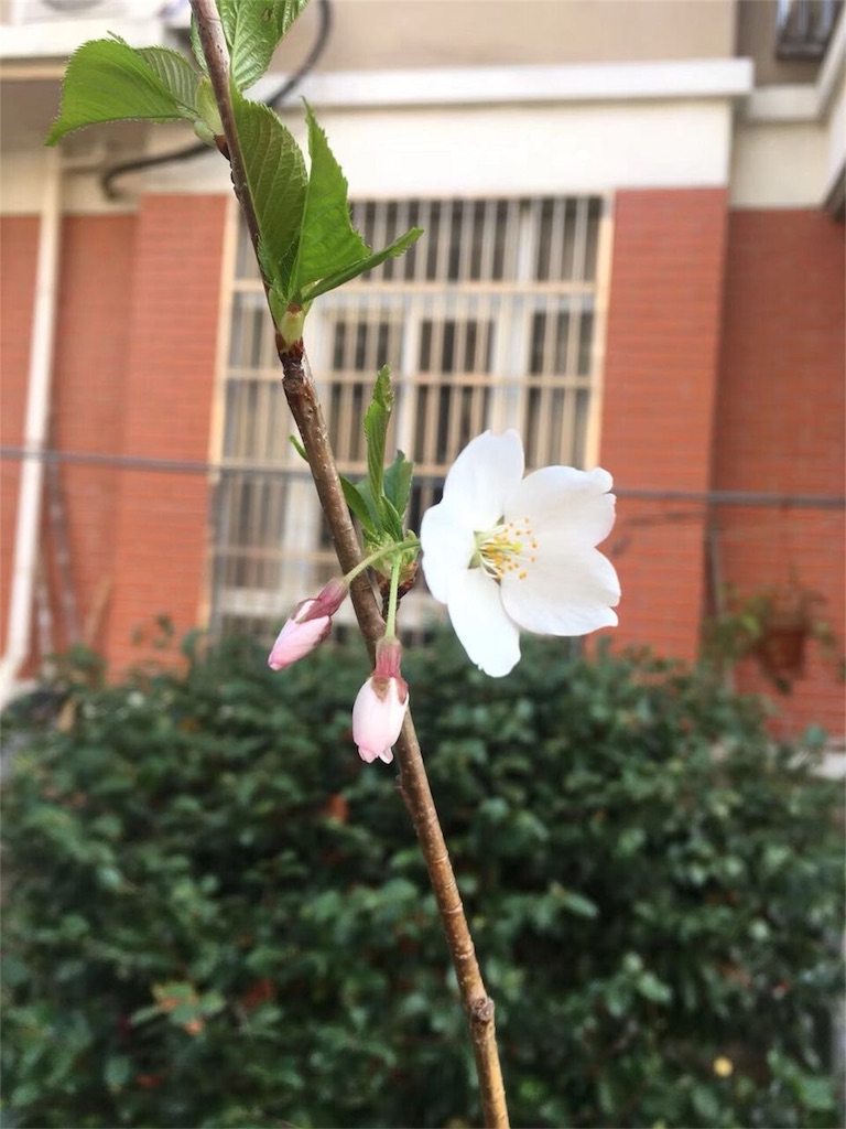 f:id:shinseisei:20180425192207j:image