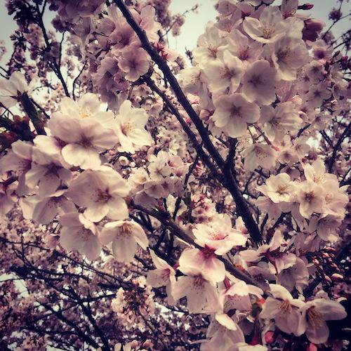 f:id:shinshin86:20160410213516j:plain