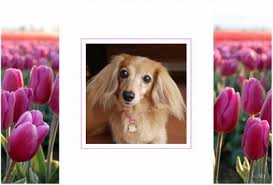 f:id:shinshiro-church:20180416102318j:plain f:id:shinshiro-church:20180416102318j:plain