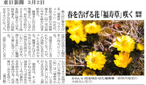 春を告げる花「福寿草」咲く - 新城・勝手に応援隊