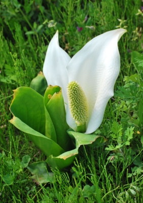 f:id:shinsyu7:20110501094510j:image:w640