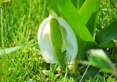 f:id:shinsyu7:20110501094520j:image:w640