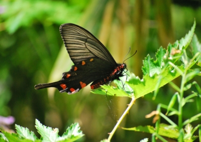 f:id:shinsyu7:20110503173736j:image:w640