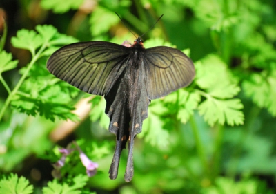 f:id:shinsyu7:20110503173745j:image:w640