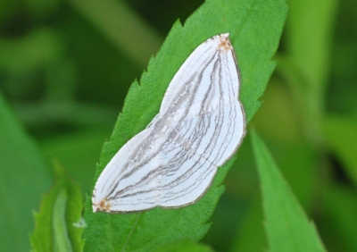 f:id:shinsyu7:20110510150657j:image:w640