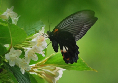 f:id:shinsyu7:20110519191444j:image:w640