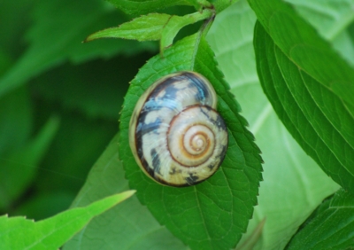 f:id:shinsyu7:20110522144908j:image