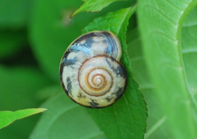 f:id:shinsyu7:20110522144912j:image