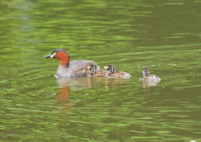 f:id:shinsyu7:20110523130507j:image