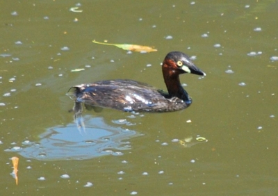 f:id:shinsyu7:20110523131332j:image