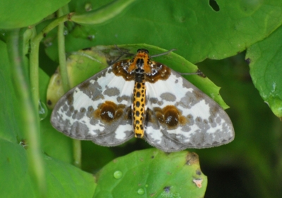 f:id:shinsyu7:20110525165049j:image:w640