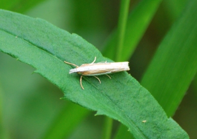 f:id:shinsyu7:20110602155944j:image:w640