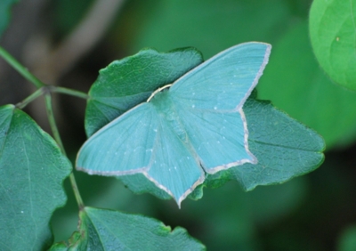 f:id:shinsyu7:20110611163647j:image:w640