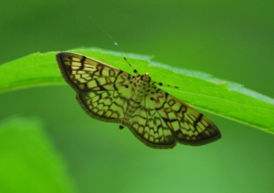 f:id:shinsyu7:20110611170751j:image:w640