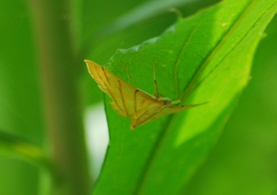 f:id:shinsyu7:20110614120513j:image:w640