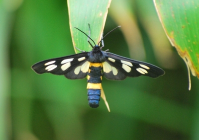 f:id:shinsyu7:20110614123225j:image:w640