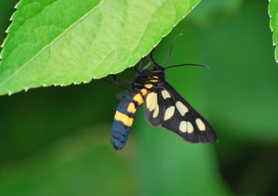 f:id:shinsyu7:20110614123228j:image:w640