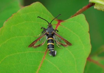 f:id:shinsyu7:20110616175244j:image:w640