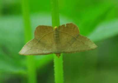 f:id:shinsyu7:20110616181732j:image:w640