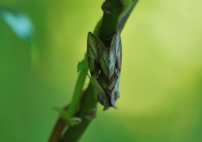 f:id:shinsyu7:20110623162350j:image:w640