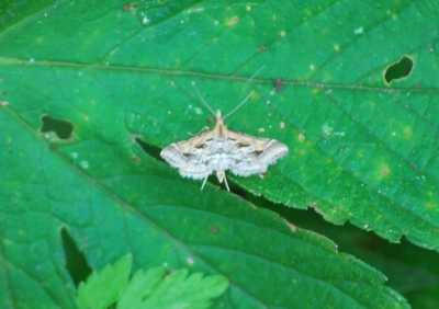 f:id:shinsyu7:20110623162614j:image:w640