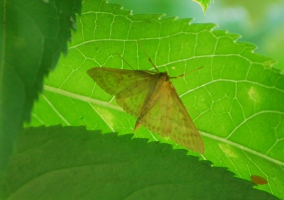 f:id:shinsyu7:20110624114920j:image:w640